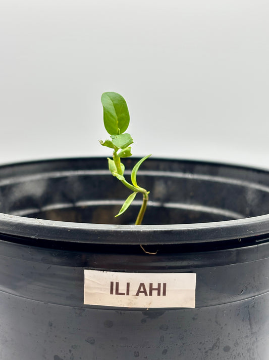 This gifted ʻIliahi starter from Kanu Charter Schools in Waimea fills me with joy — a living reminder of community, tradition, and renewal🌺✨