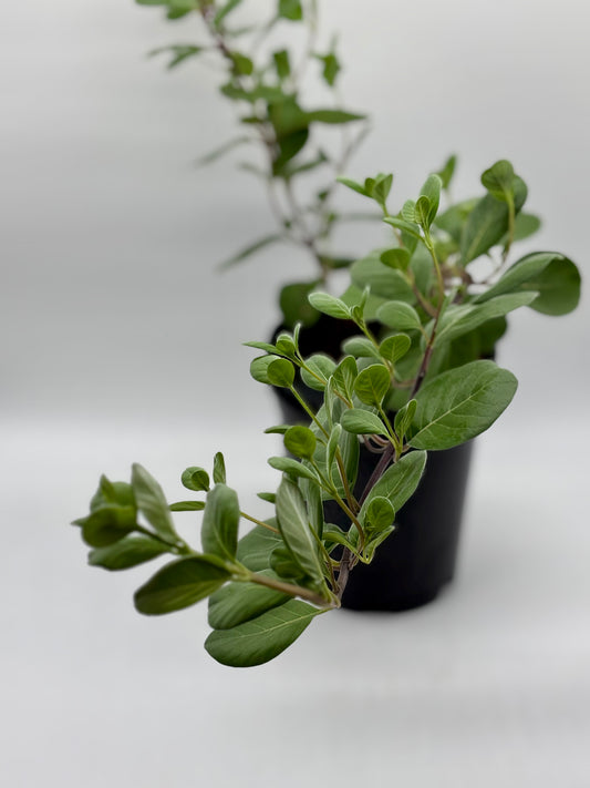 Small potted plant with green leaves on a white background