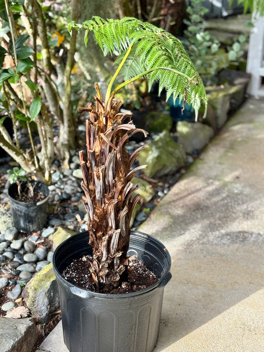 Propagation of the large Hāpuʻu Fern proved both rapid and straightforward, with visible growth achieved in just two weeks