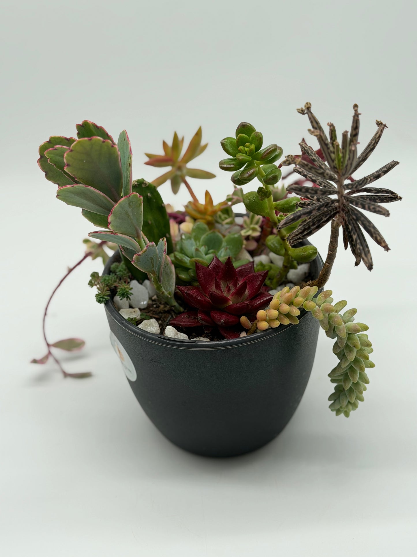 1 year old Succulent Arrangement