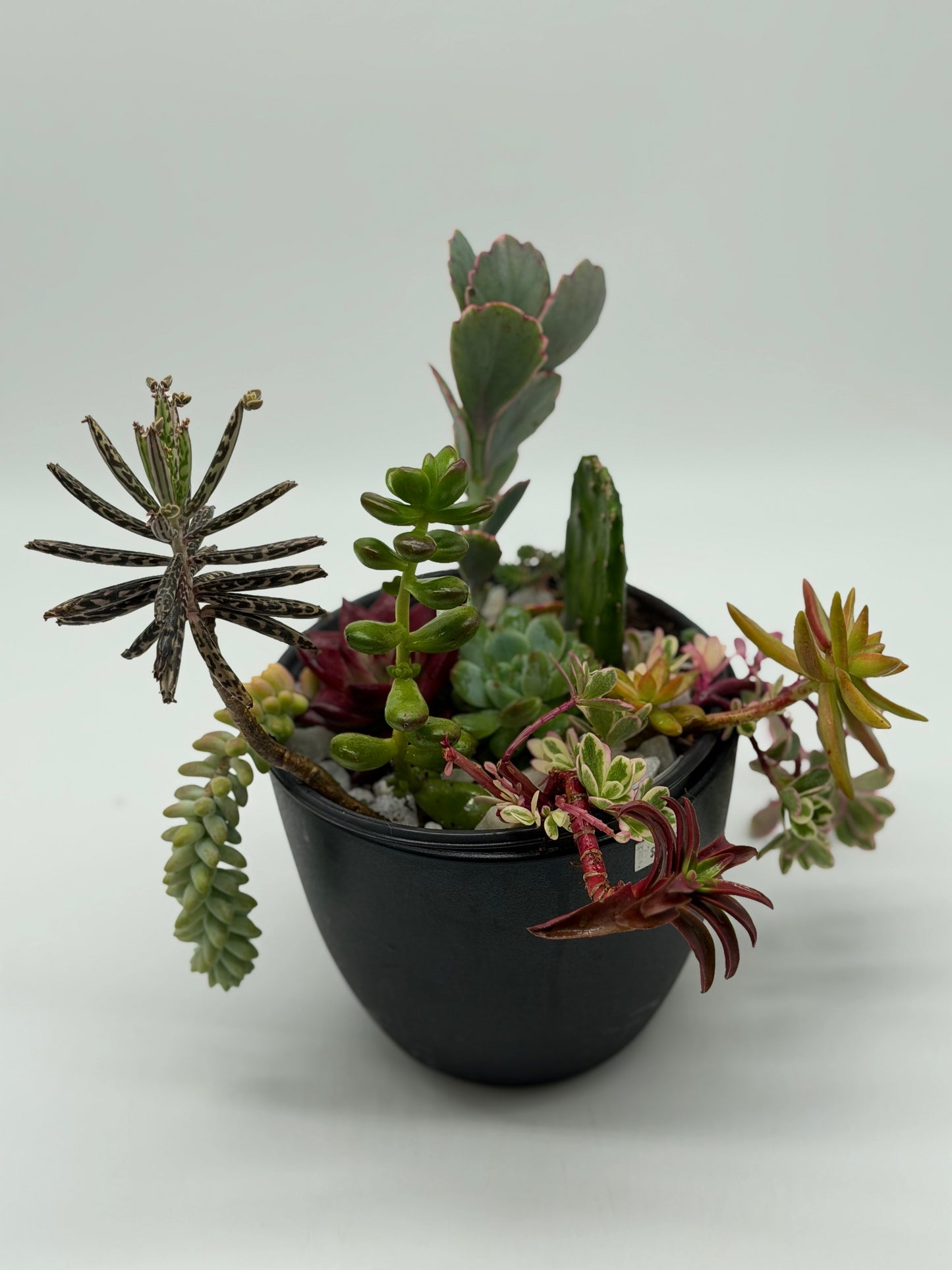 1 year old Succulent Arrangement
