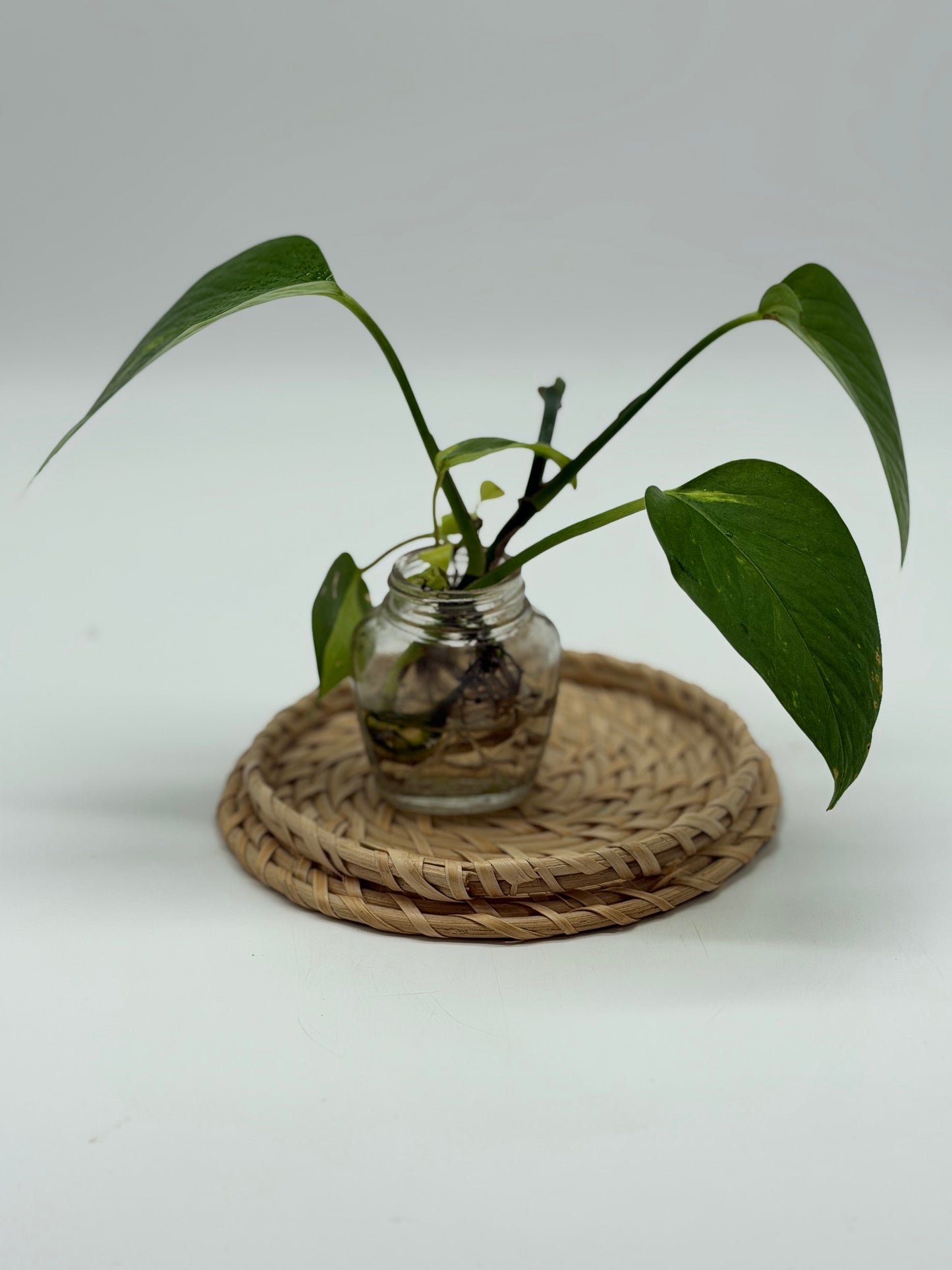 Golden Pothos in Terrariums
