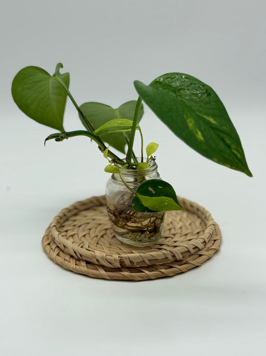 Golden Pothos in Terrariums