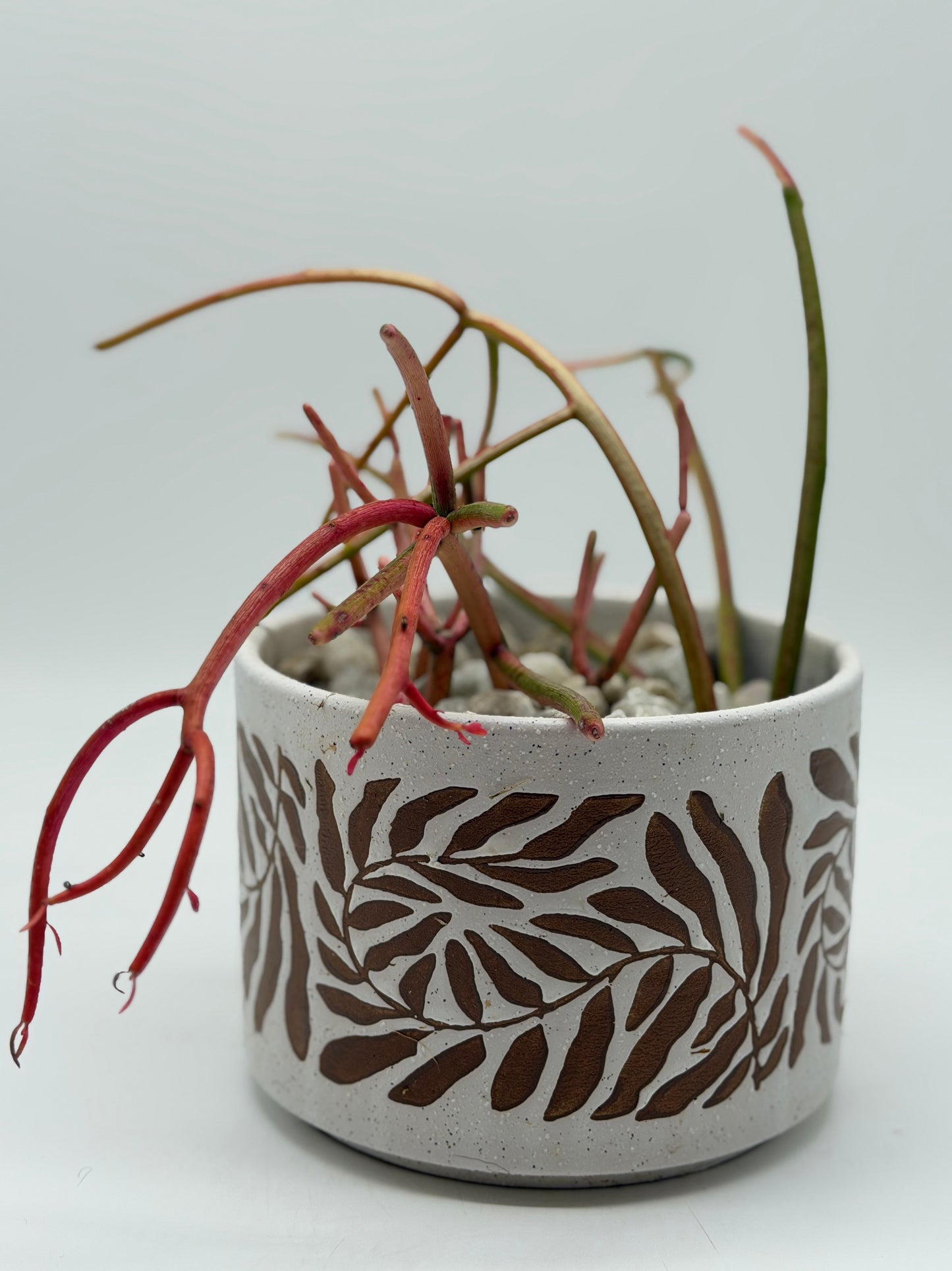 Mistletoe Cactus in Floral Clay Pot
