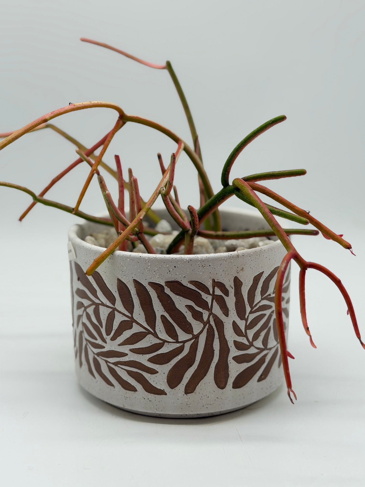 Mistletoe Cactus in Floral Clay Pot