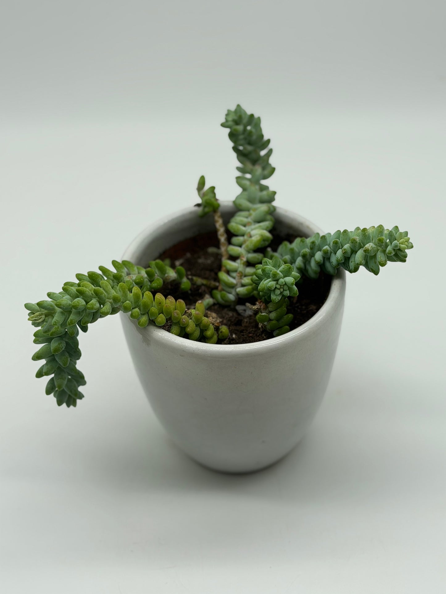 Hanging Donkey Tail in Macrame