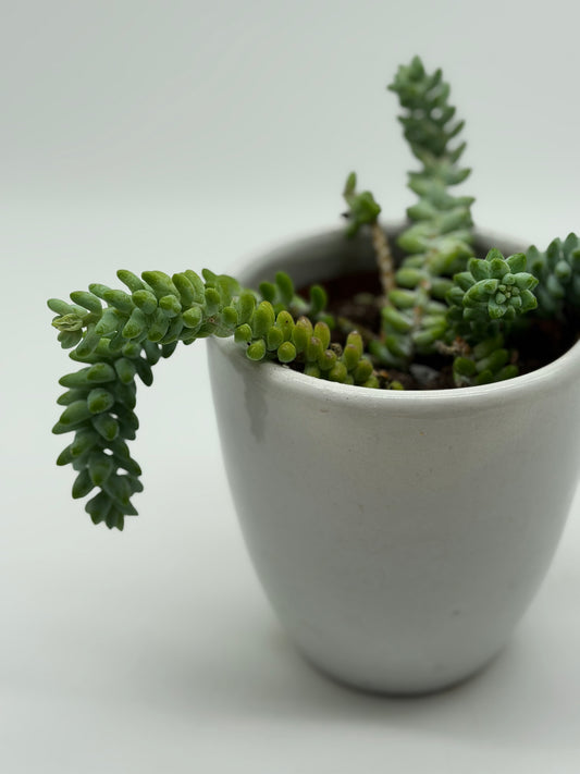 Hanging Donkey Tail in Macrame