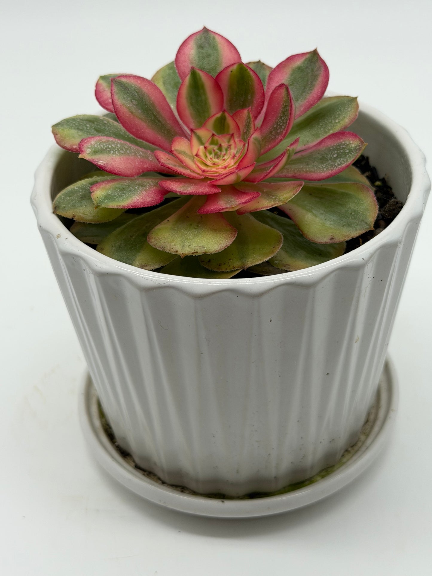 Tree Houseleek