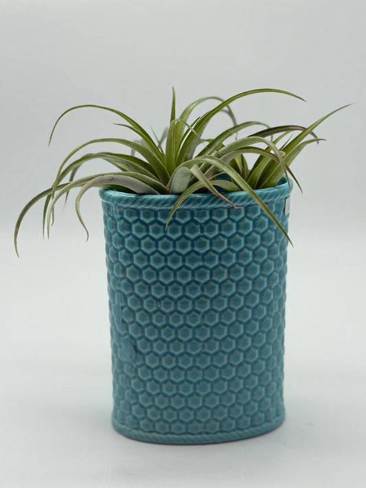 Flower of the Air in Cylindrical Turquoise Ceramic