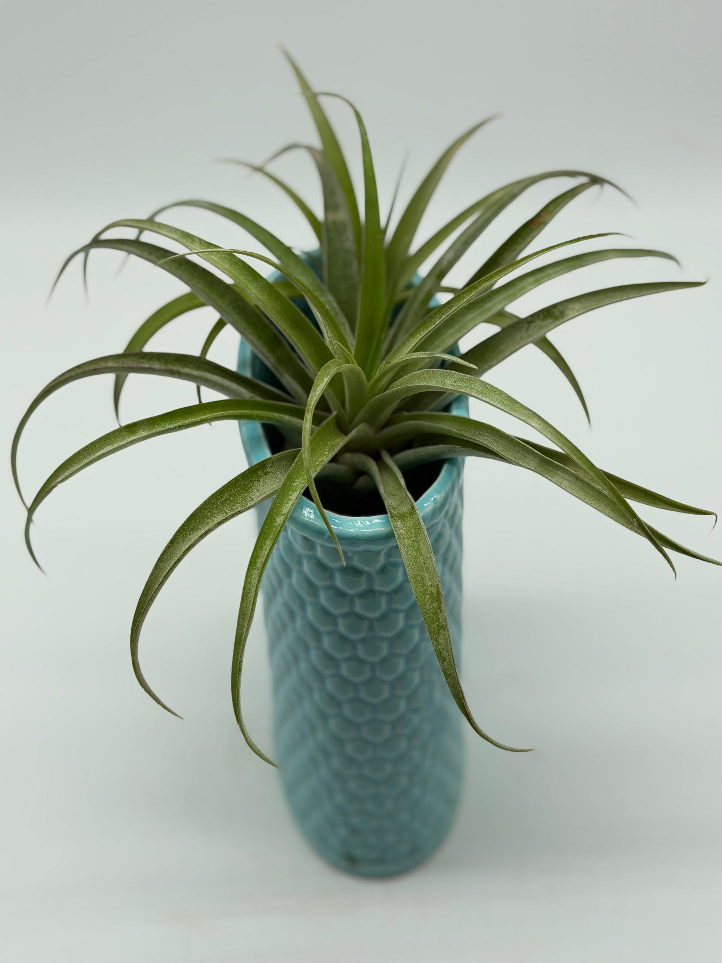 Flower of the Air in Cylindrical Turquoise Ceramic
