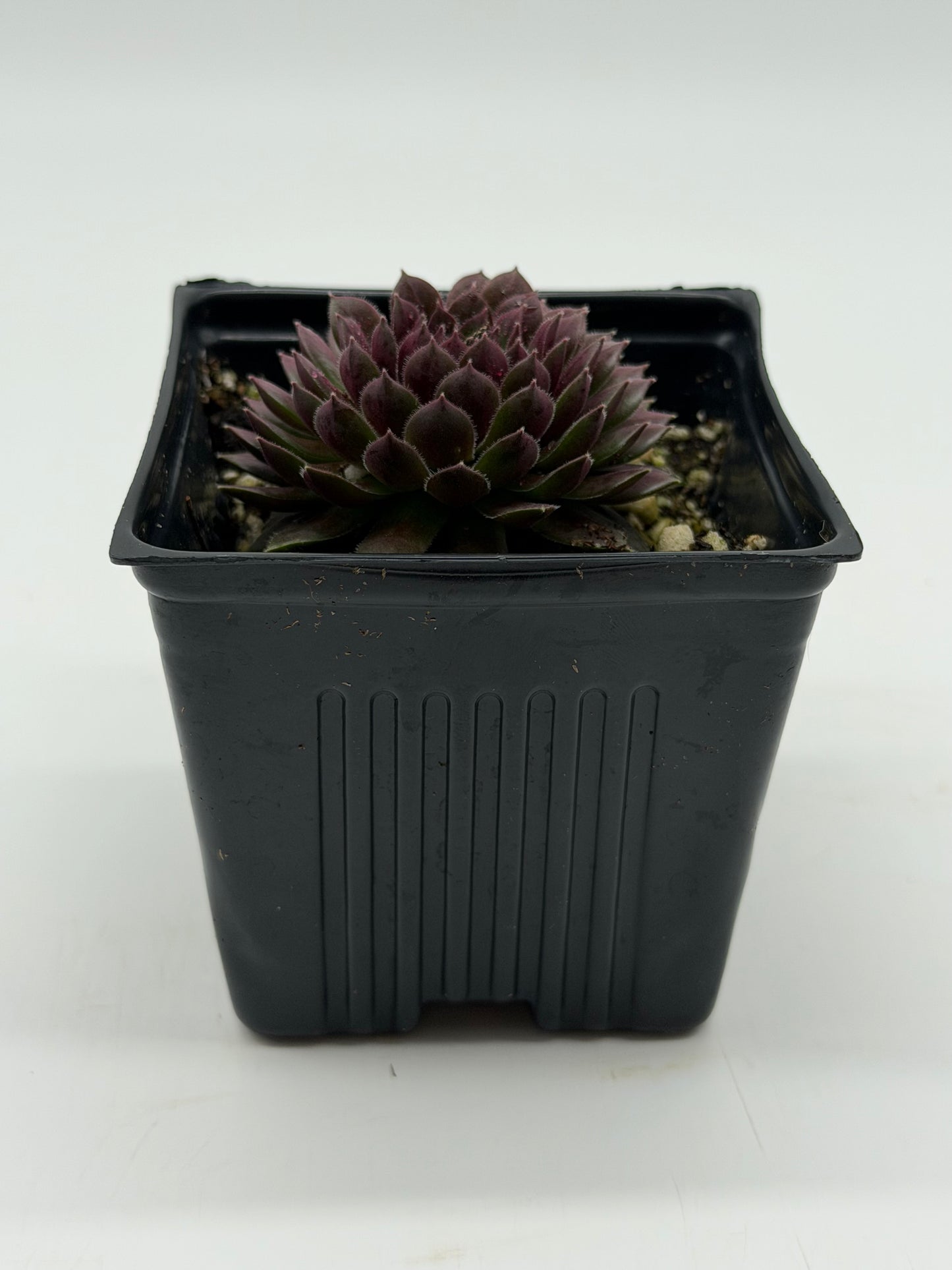 Common Houseleek in 4"