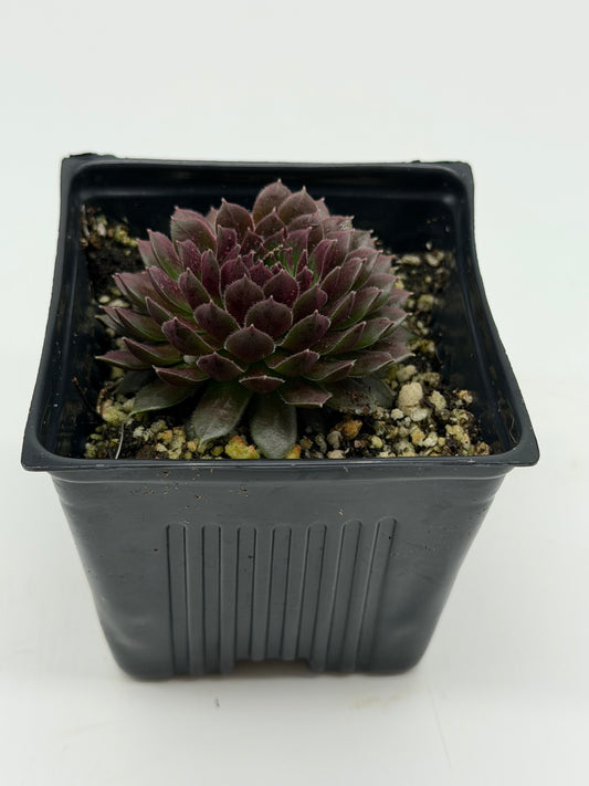 Common Houseleek in 4"