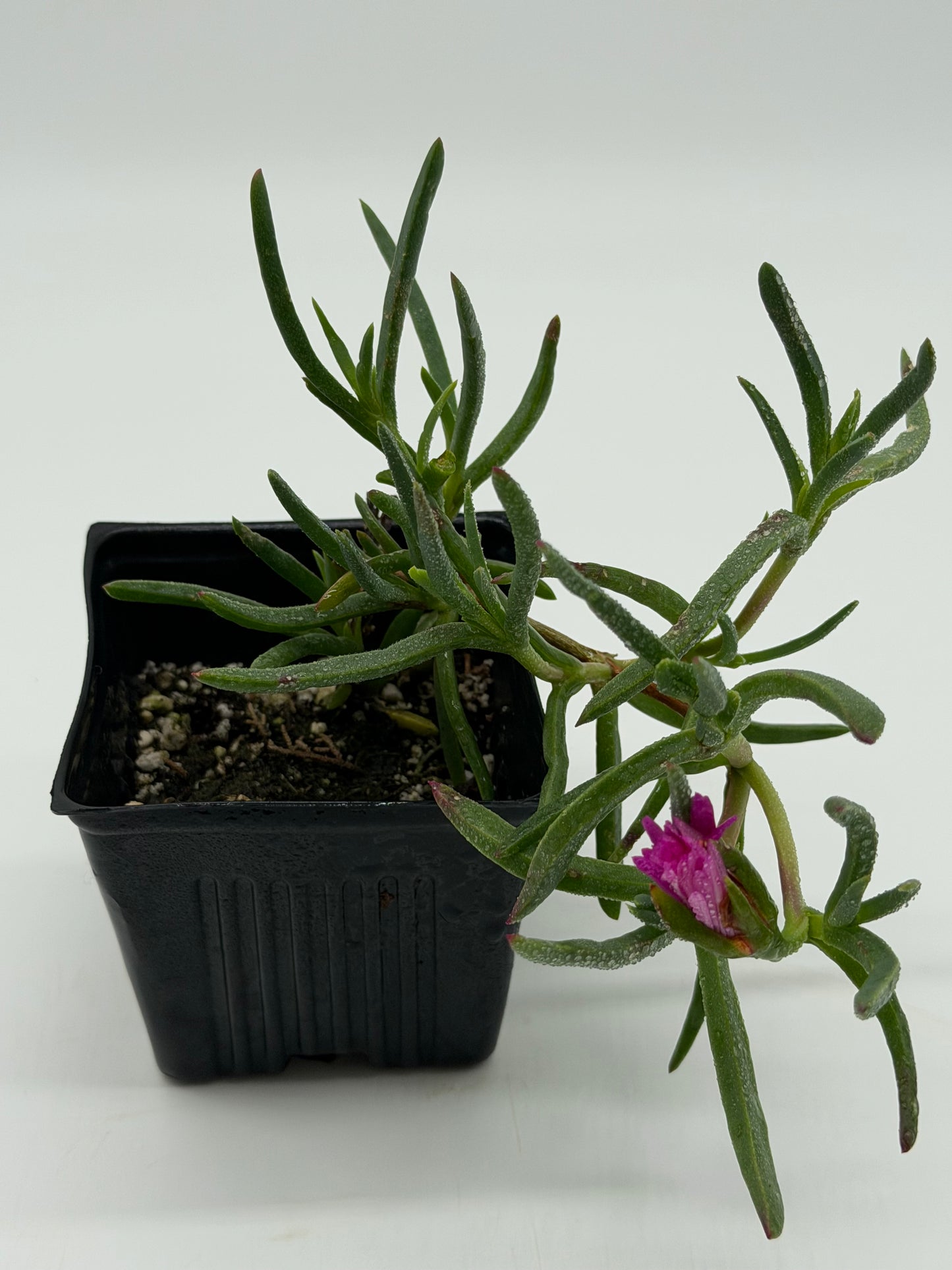Purple Akulikuli in 4"