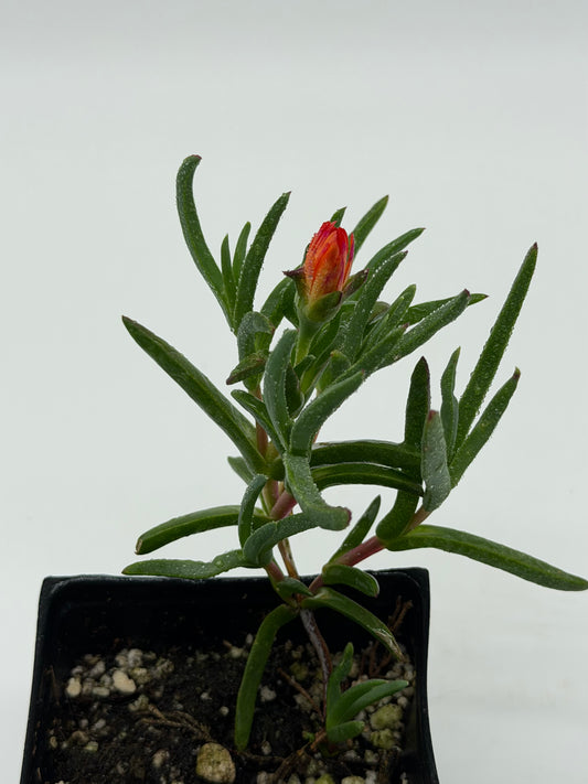 Orange Akulikuli in 4"