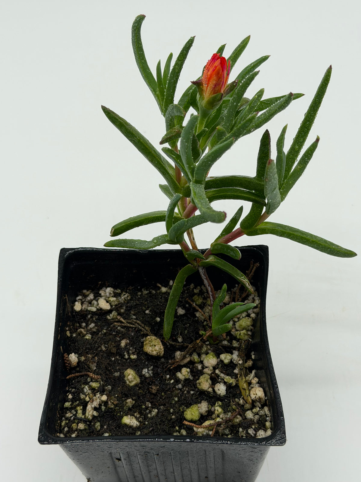 Orange Akulikuli in 4"