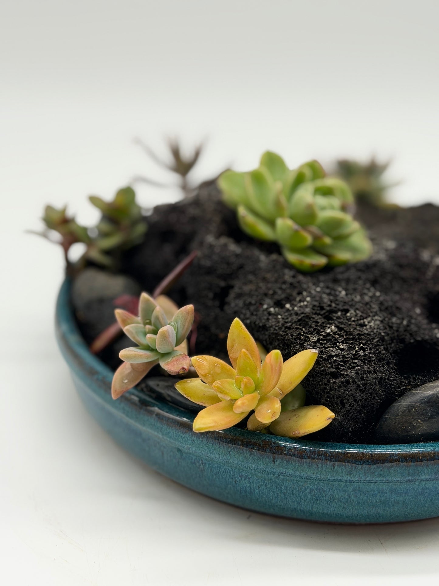 Rock Garden with Succulents