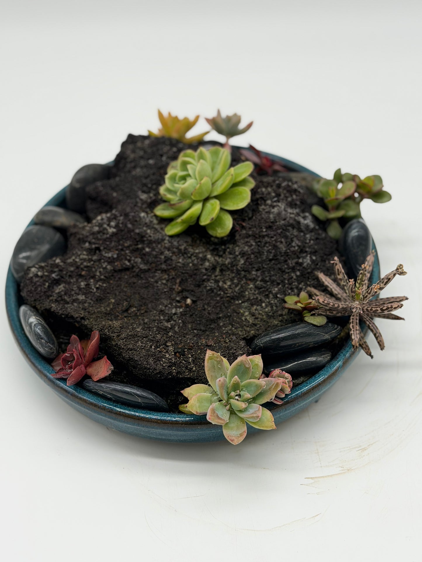 Rock Garden with Succulents