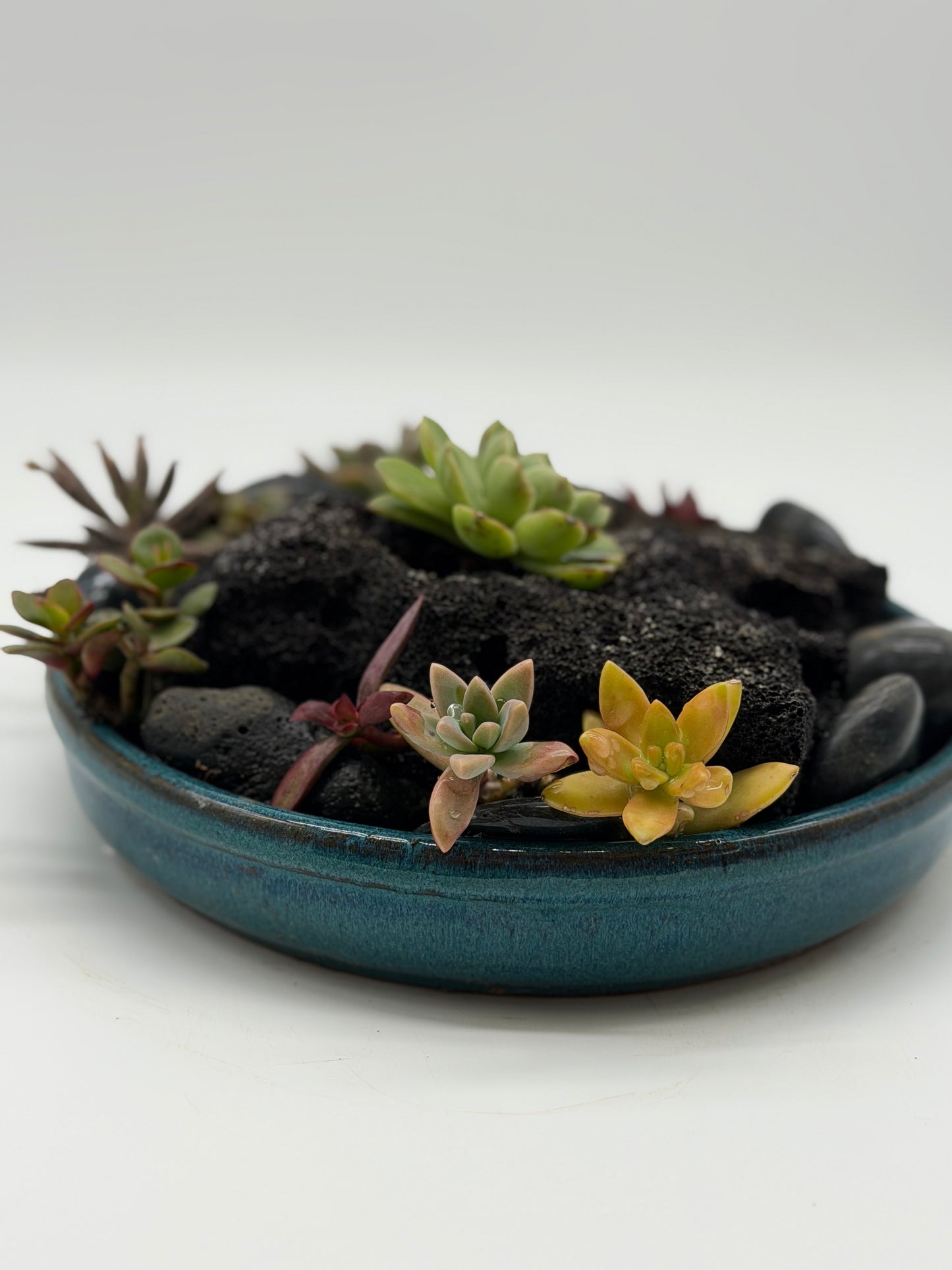 Rock Garden with Succulents