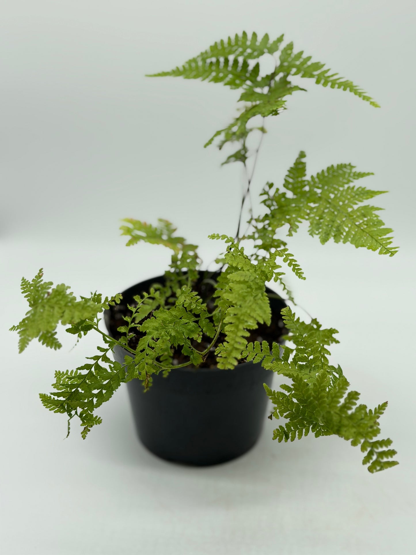 Hawaiian Palapalai in 4"