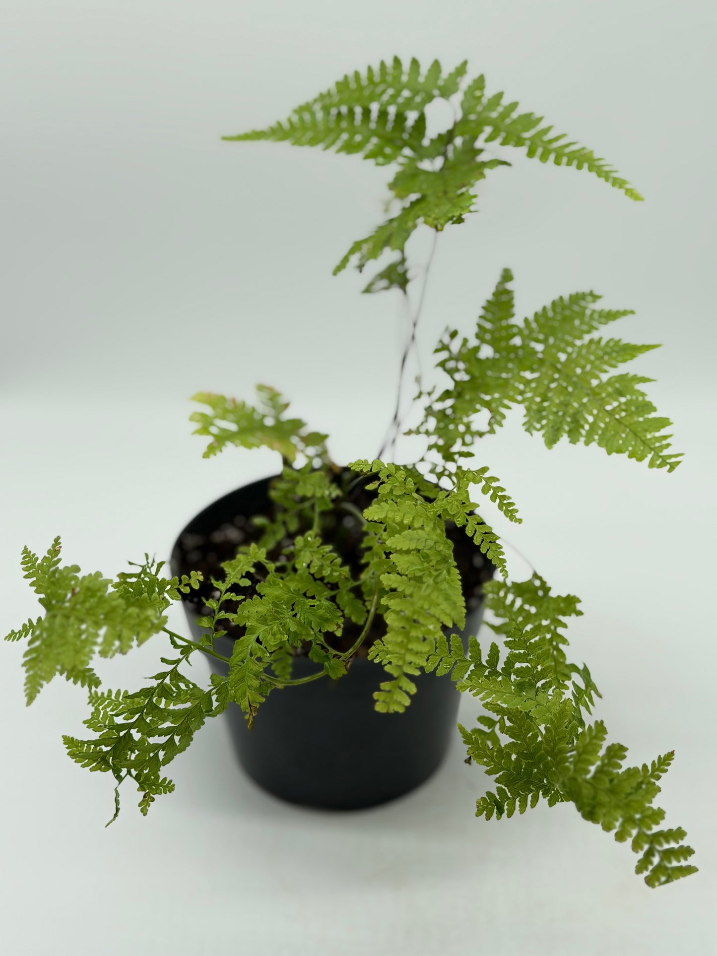 Hawaiian Palapalai in 4"