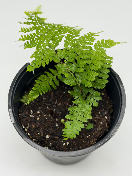 Hawaiian Palapalai in 6"