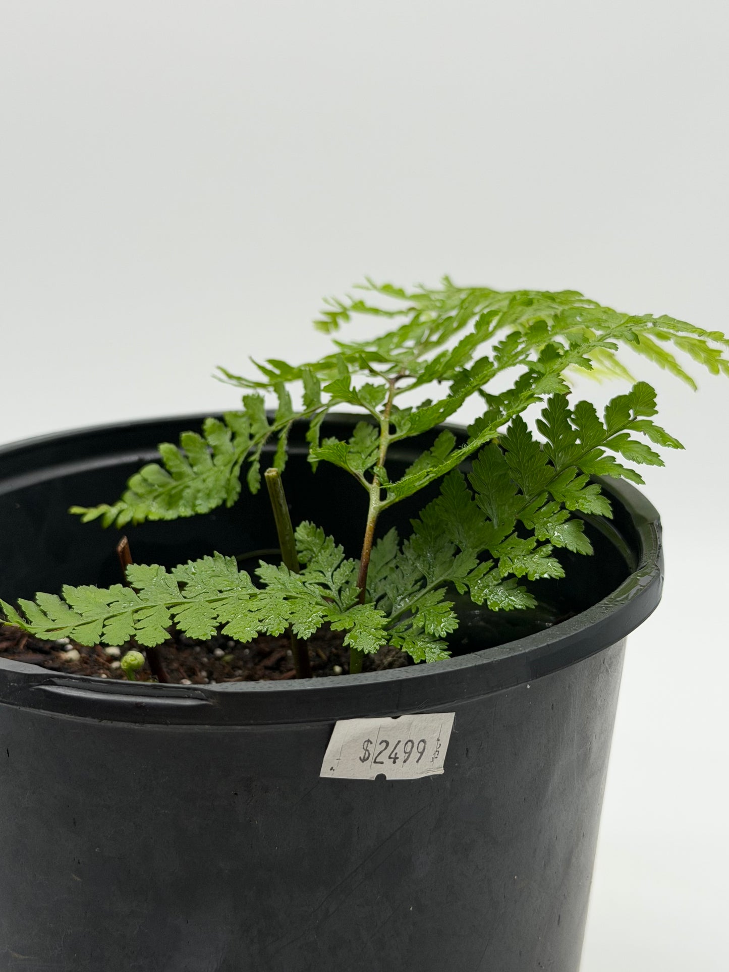 Hawaiian Palapalai in 6"