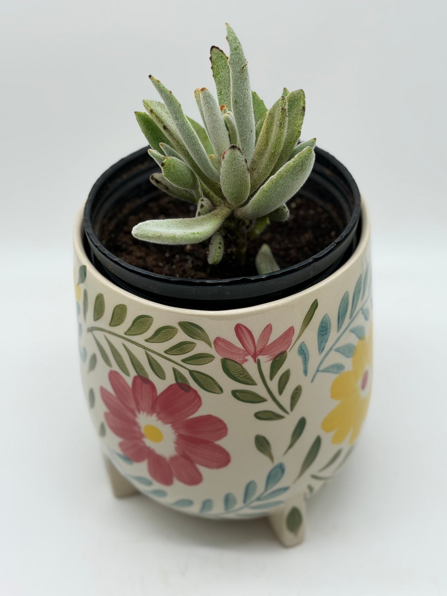 Chocolate Soldier in 6"in Floral Ceramic Pot