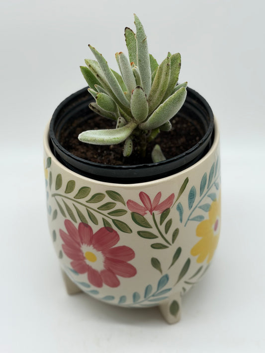 Chocolate Soldier in 6"in Floral Ceramic Pot