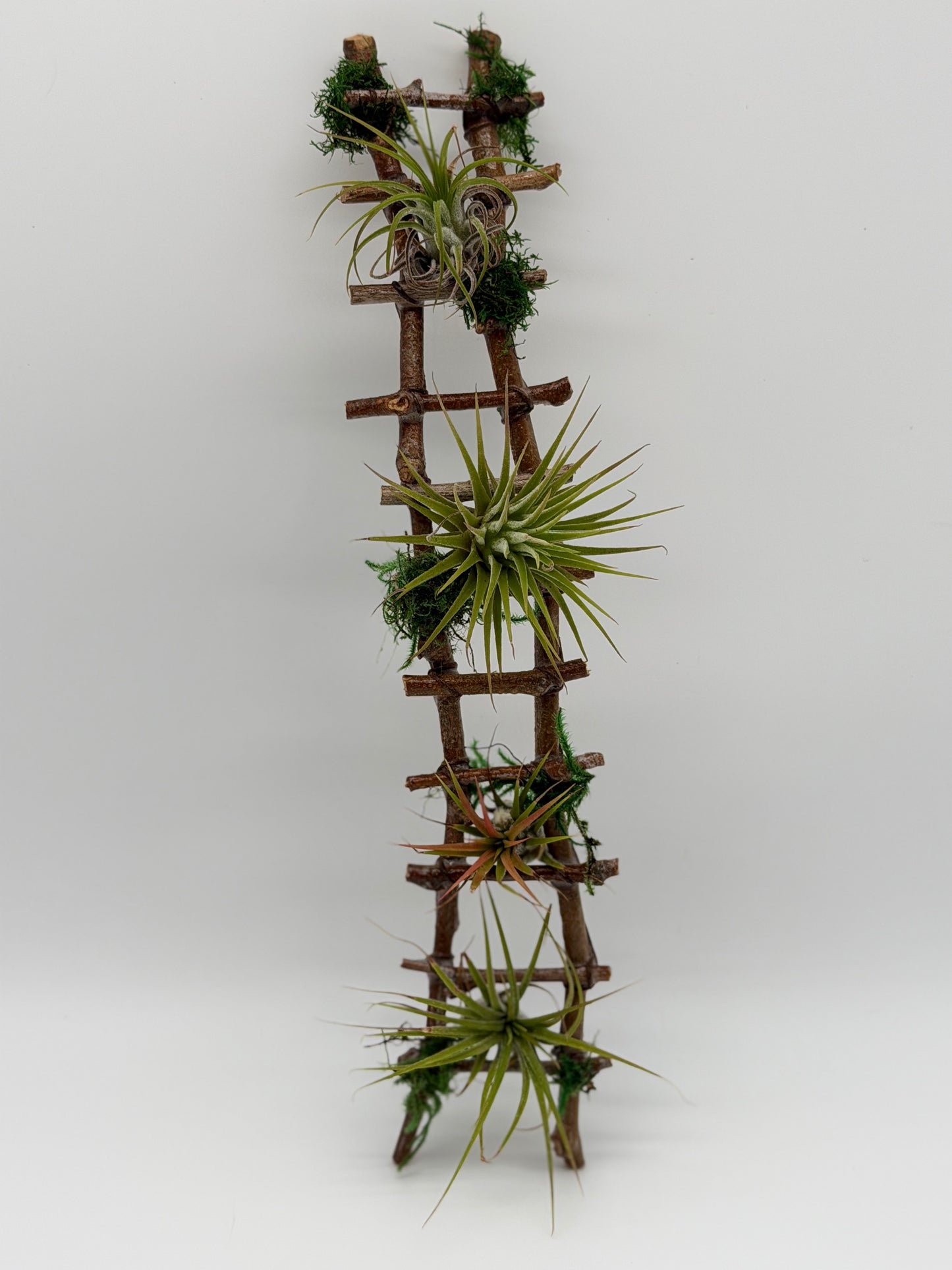 Wooden Ladder with a touch of Air Plants