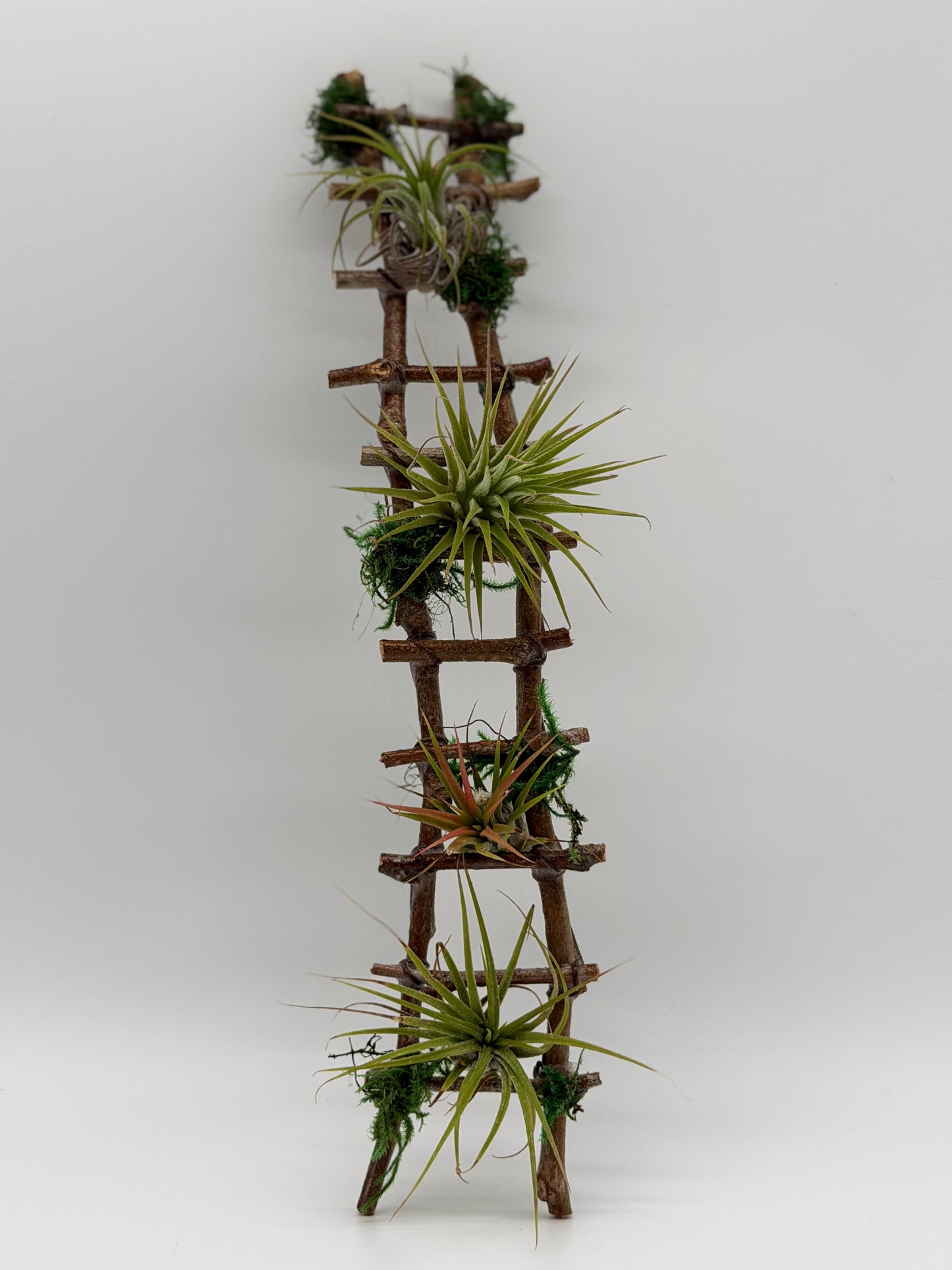 Wooden Ladder with a touch of Air Plants
