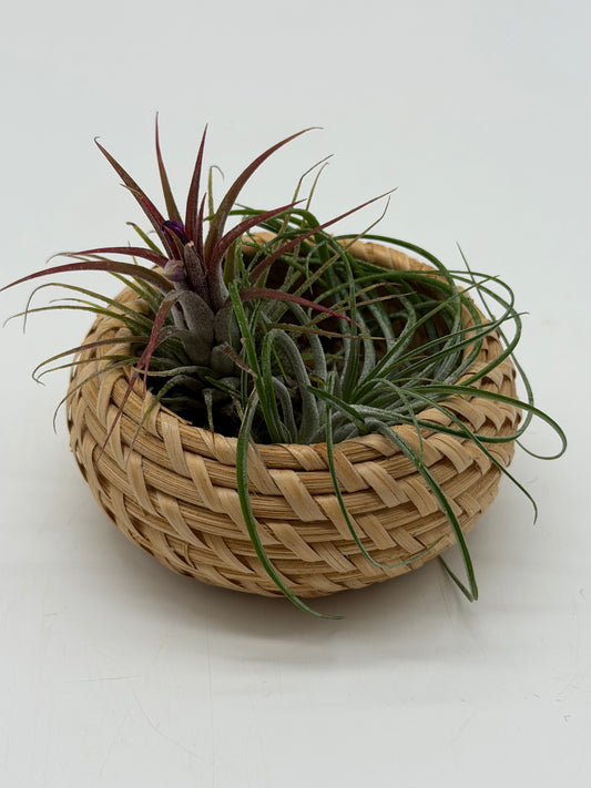 Purple Tillandsia in Woven Basket