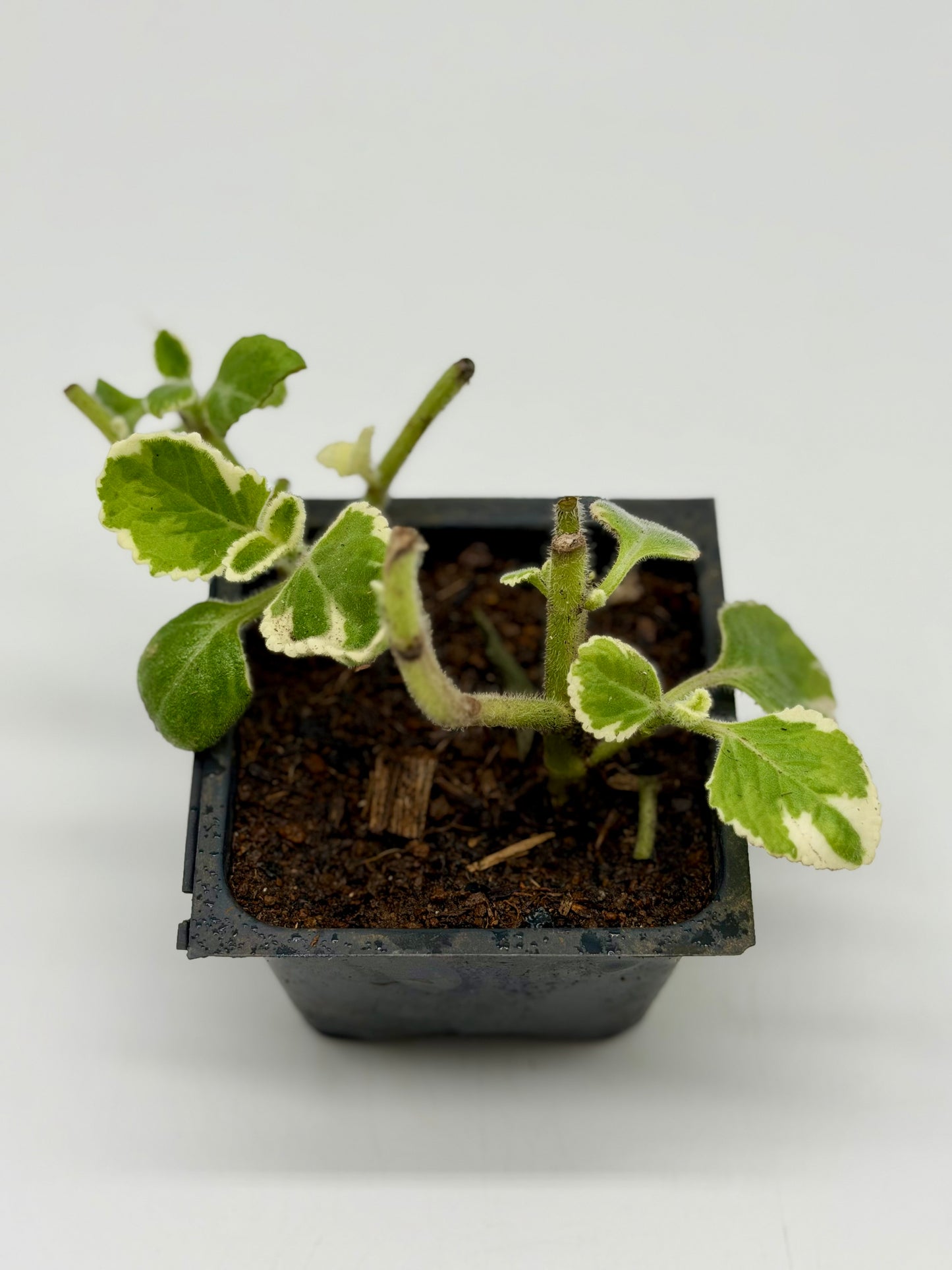 Mexican Mint in 4" and 6"