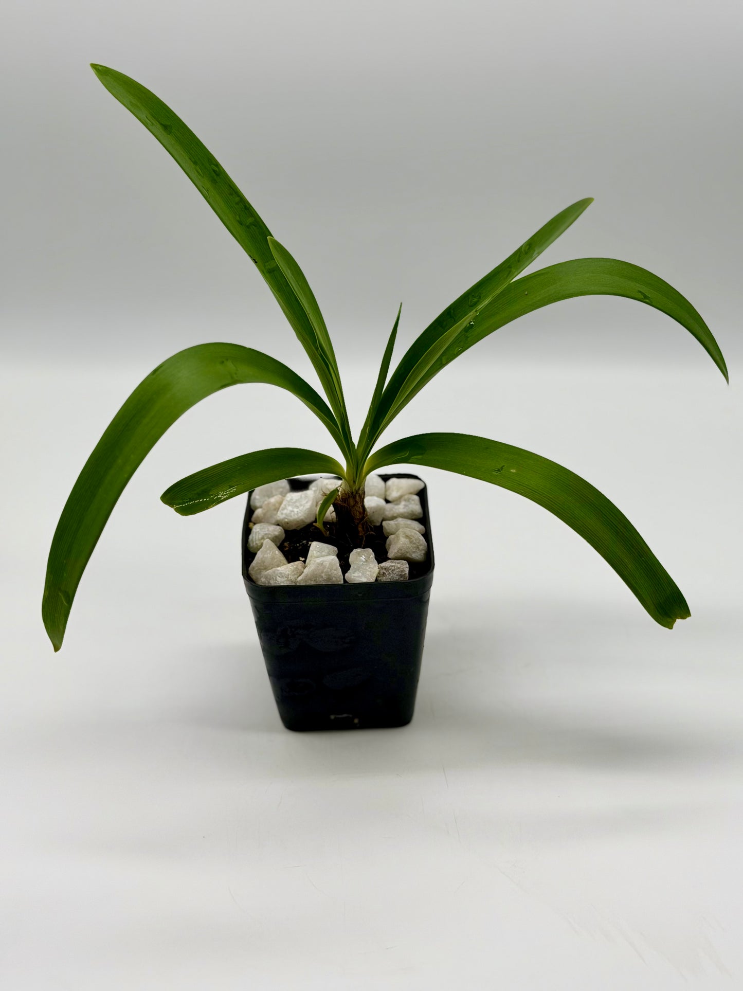 Purple and White Agapanthas 4"