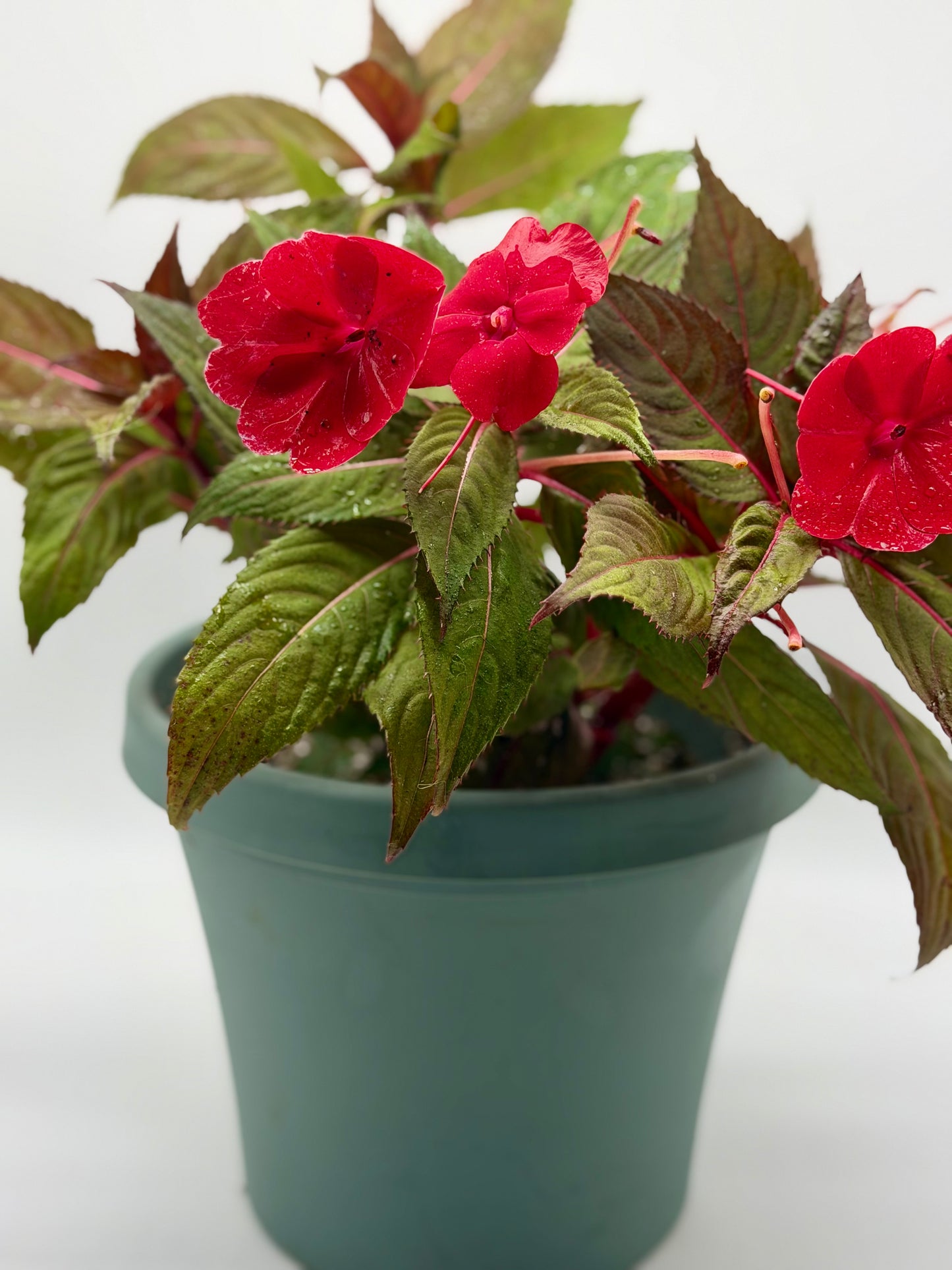 New Guinea Impatiens 6"