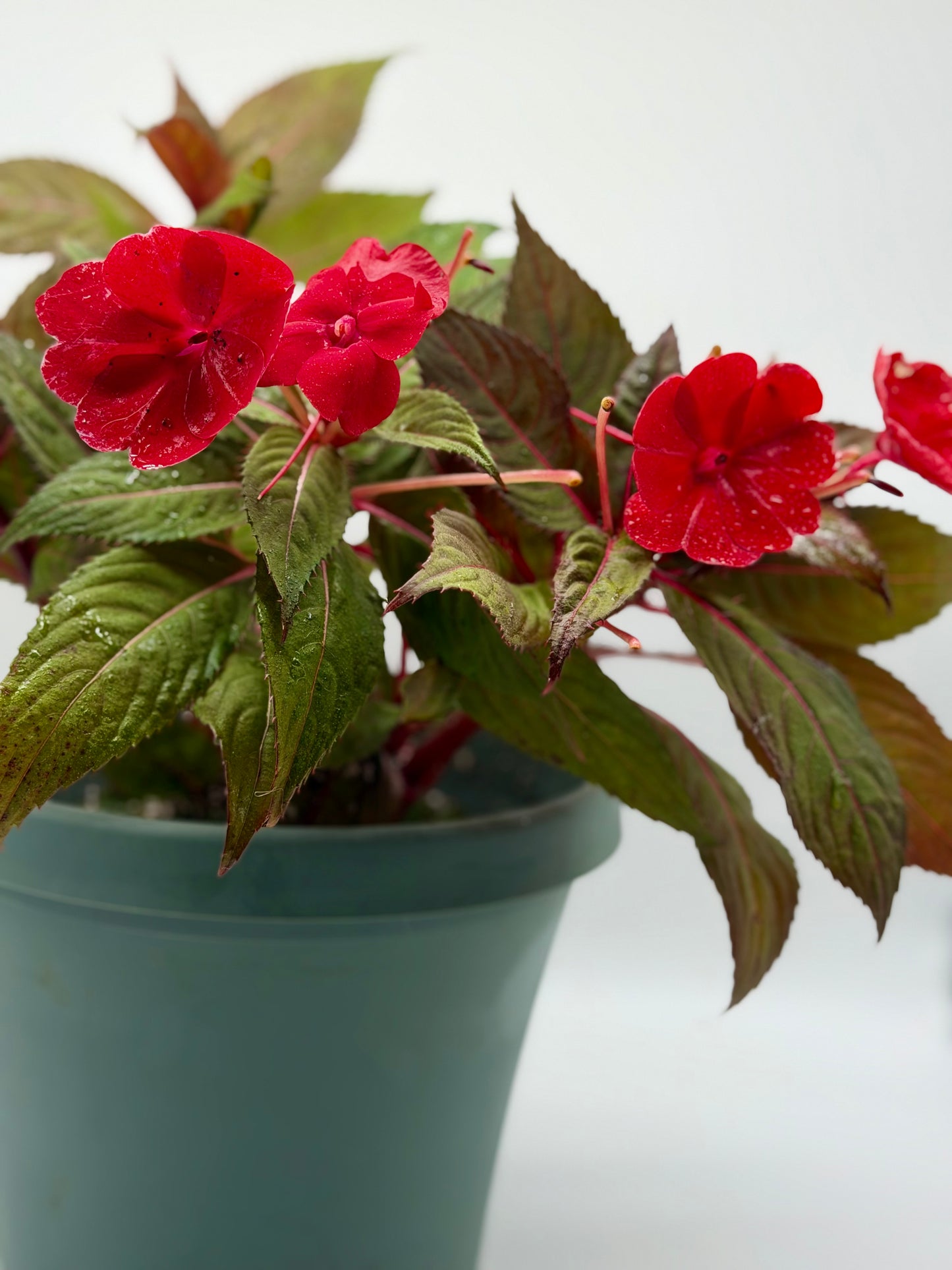 New Guinea Impatiens 6"