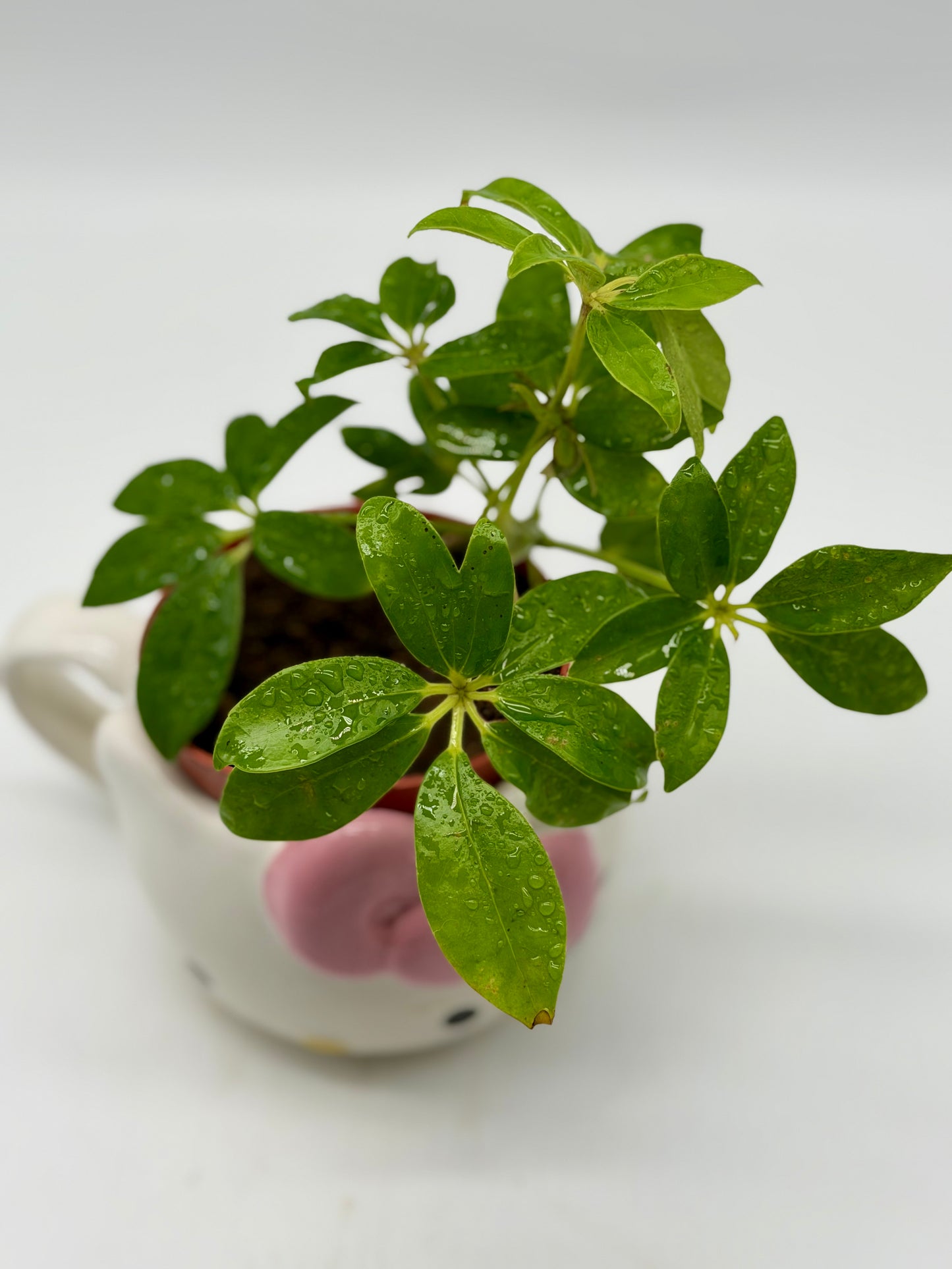 Dwarf Umbrella Tree in Hello Kitty