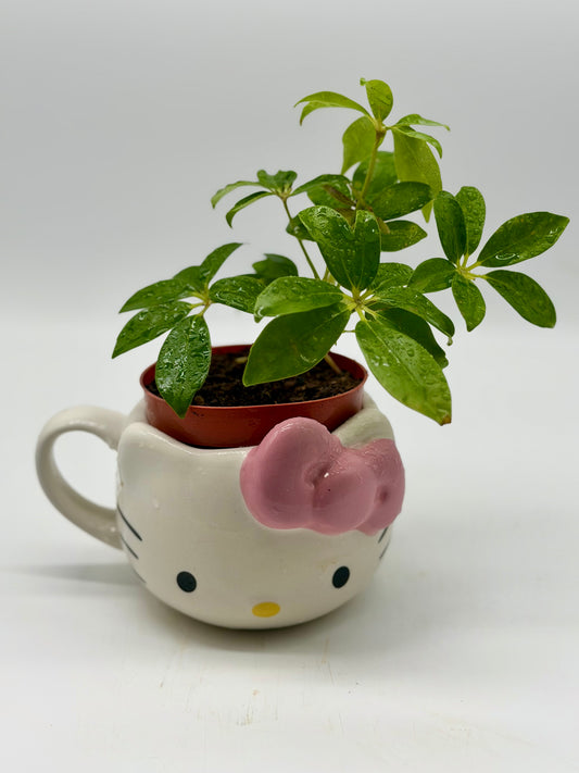 Dwarf Umbrella Tree in Hello Kitty