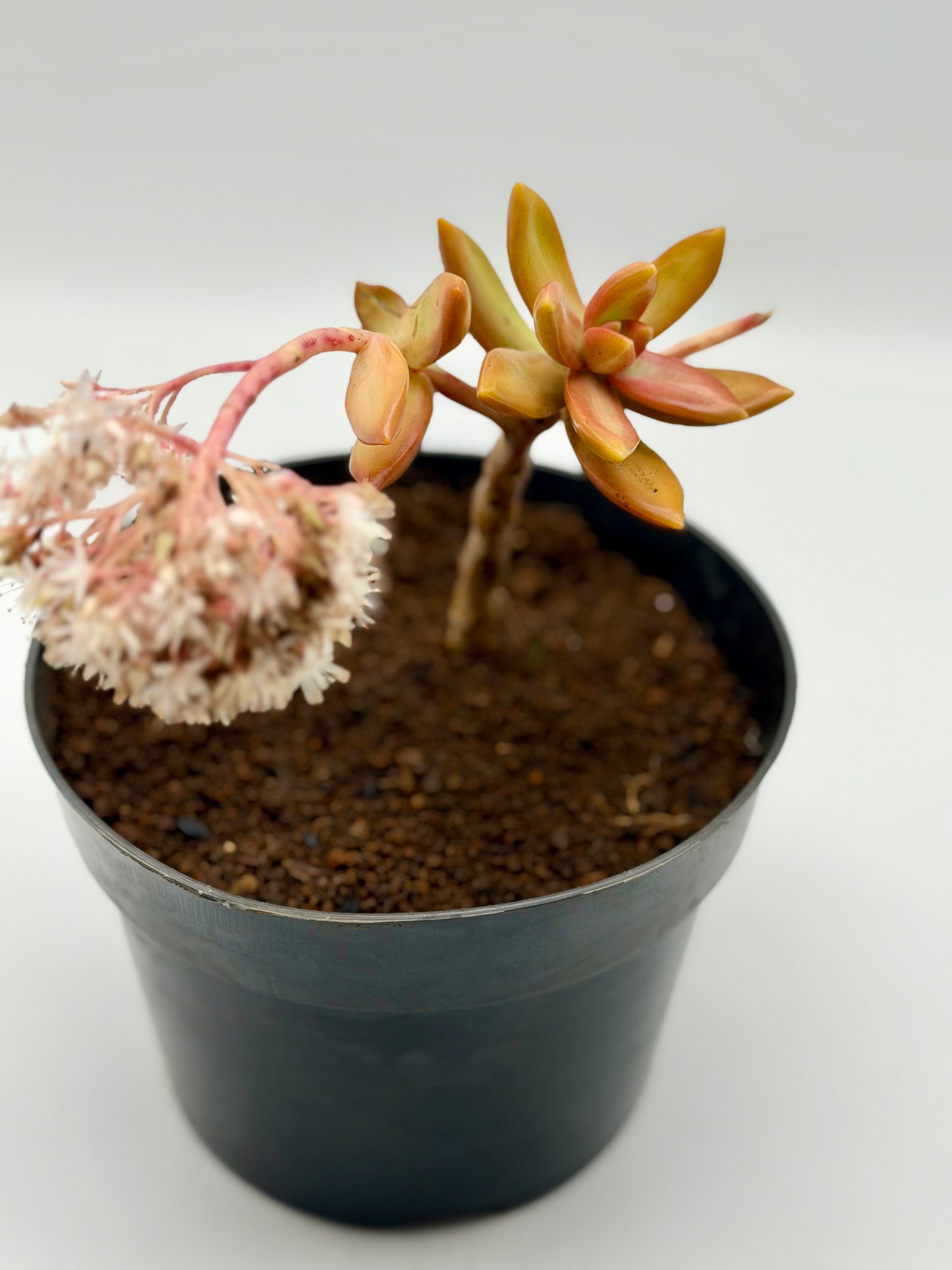 Golden Sedum in 6"