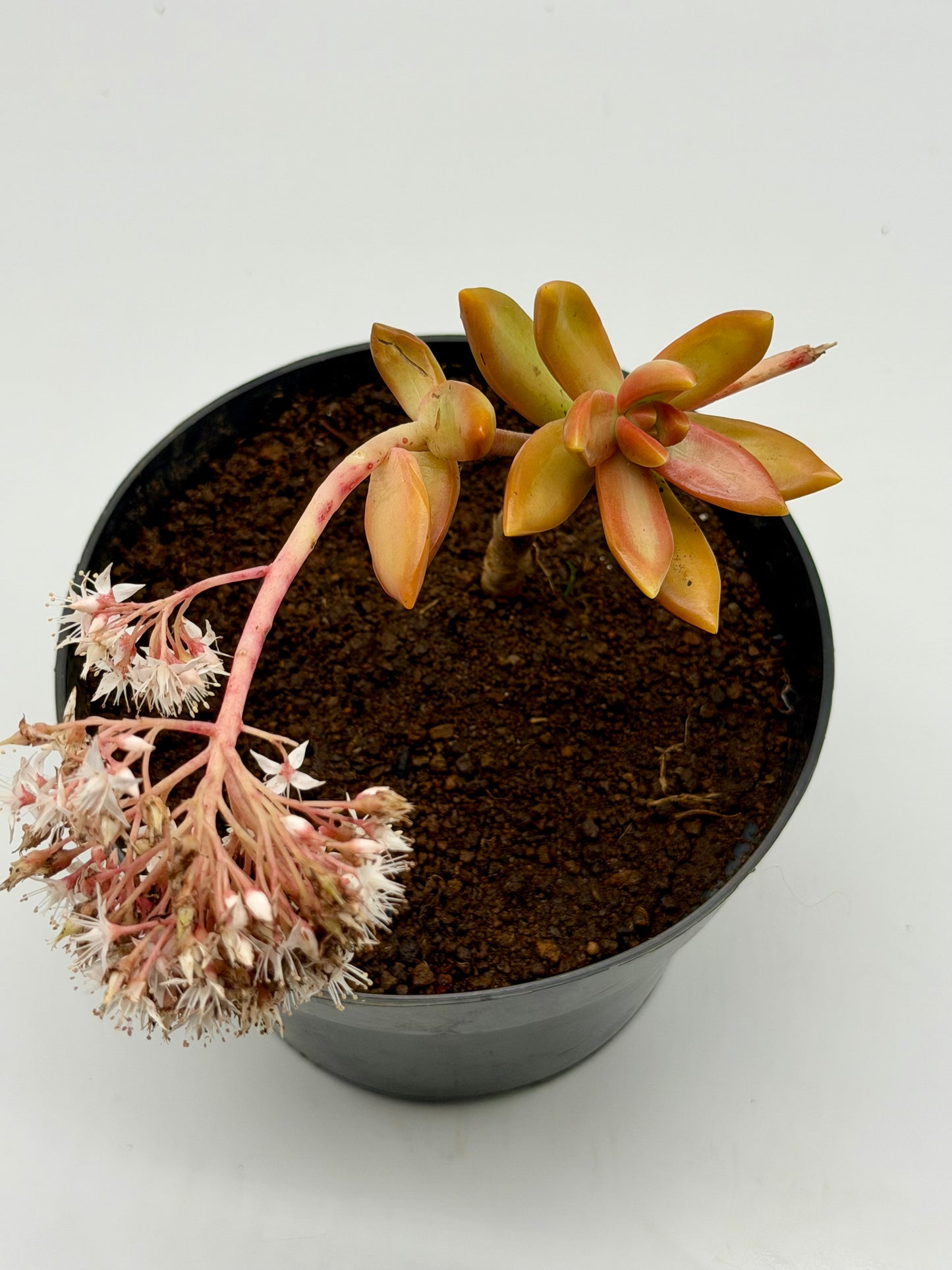 Golden Sedum in 6"