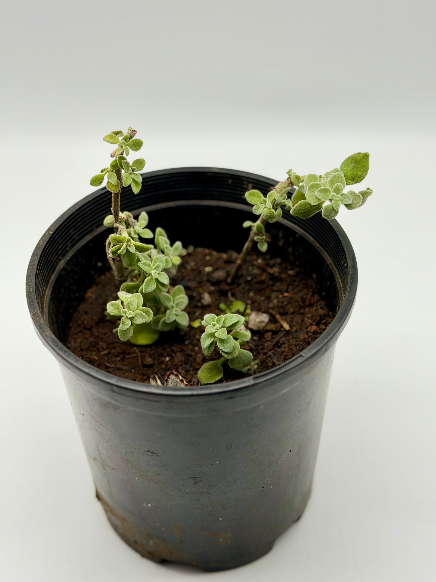 Mexican Mint in 4" and 6"