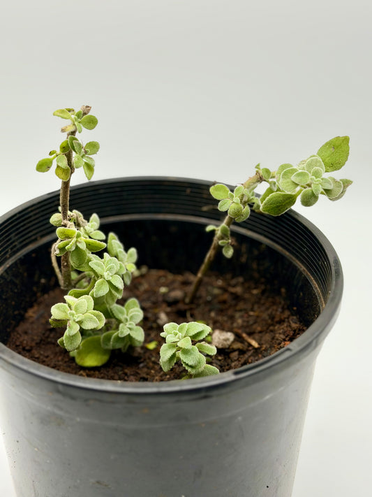 Mexican Mint in 4" and 6"