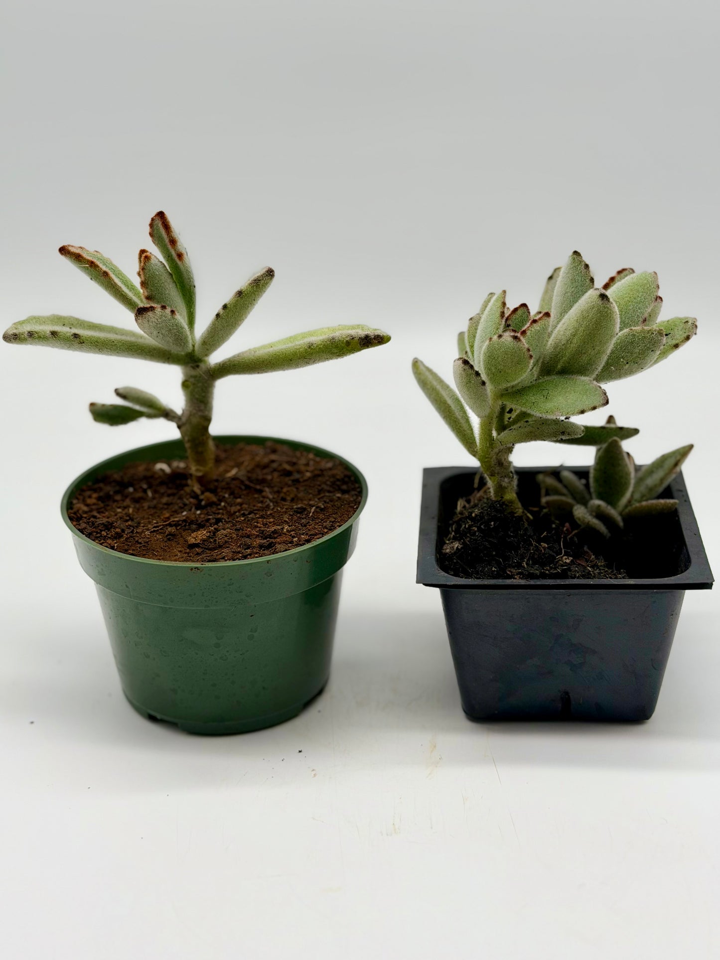 Panda Ear's in 4"