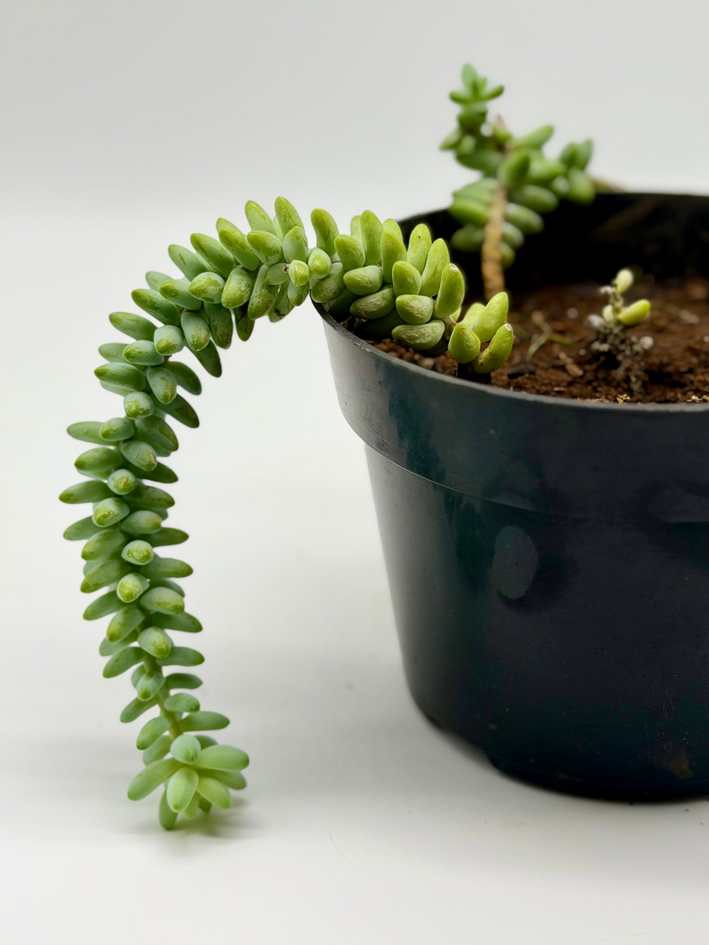 Donkey Tail 6"