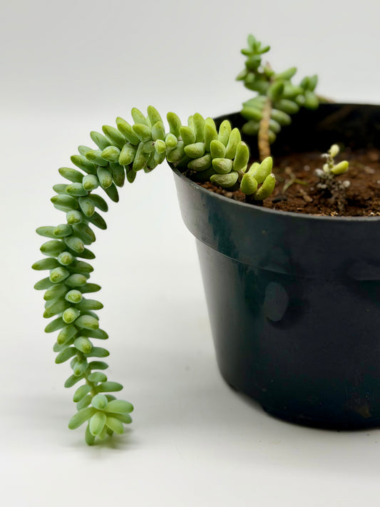 Donkey Tail 6"