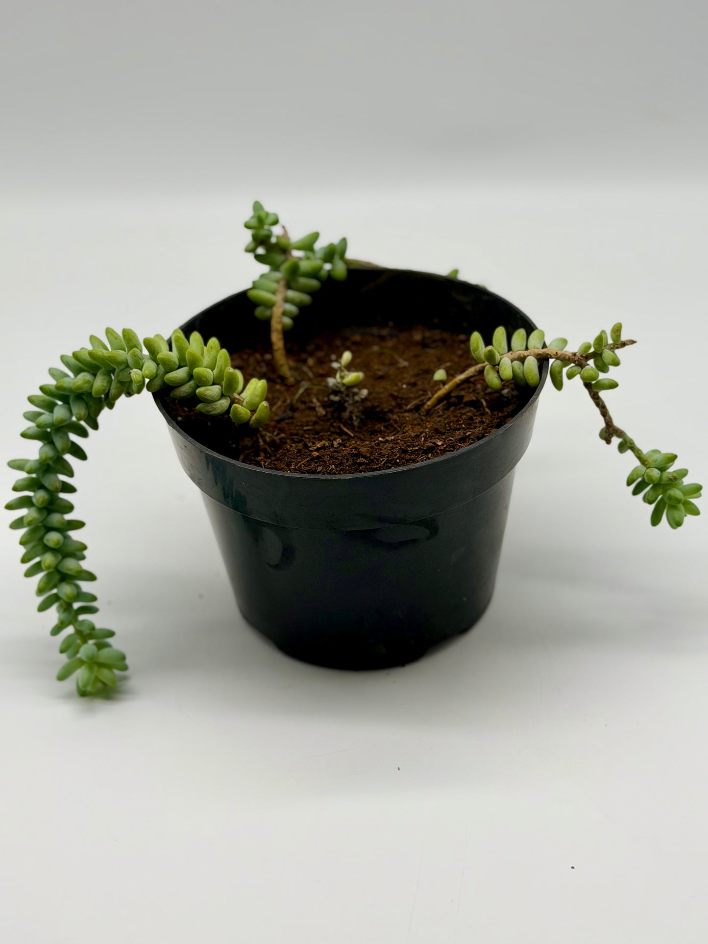 Donkey Tail 6"