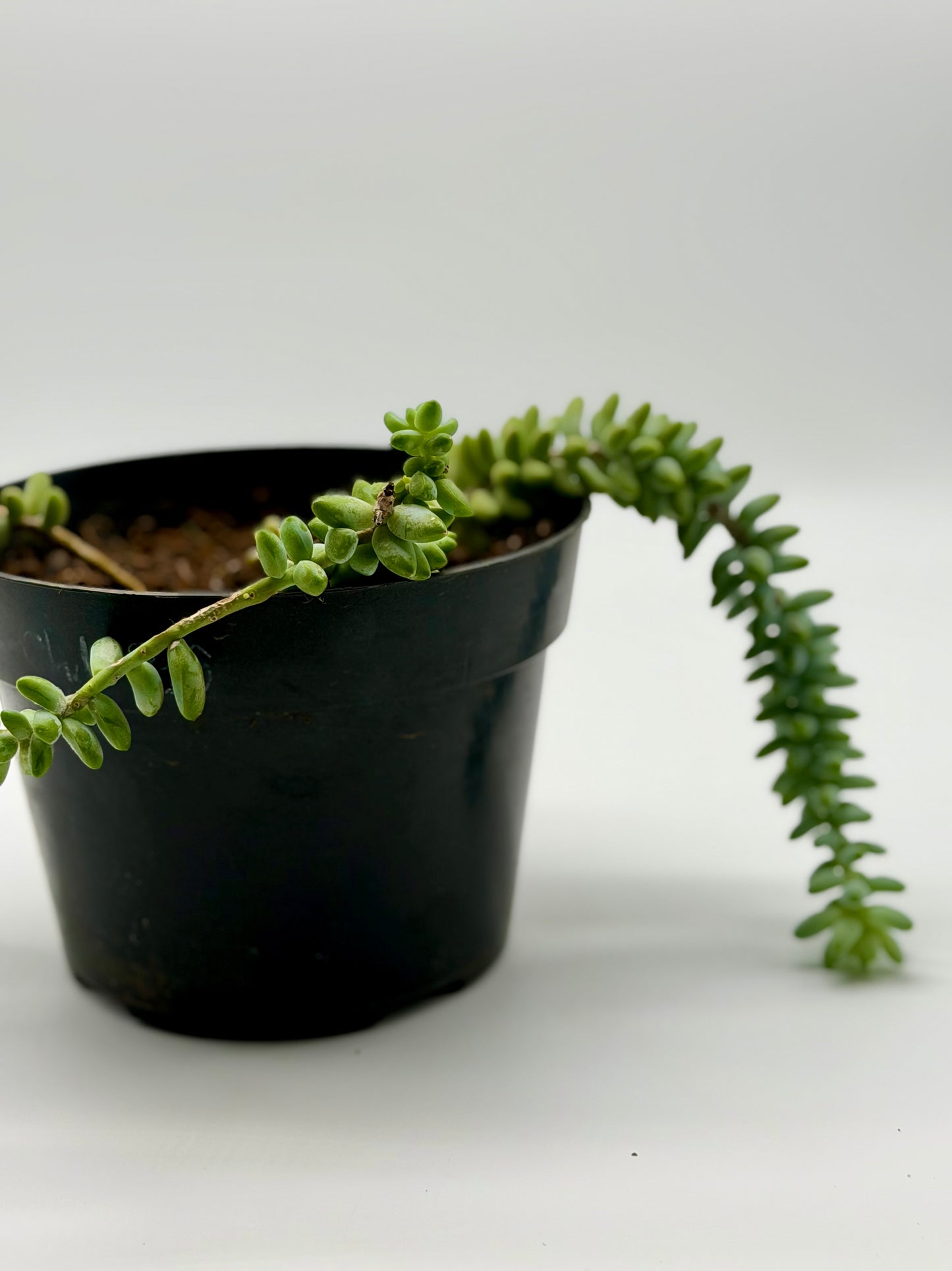 Donkey Tail 6"