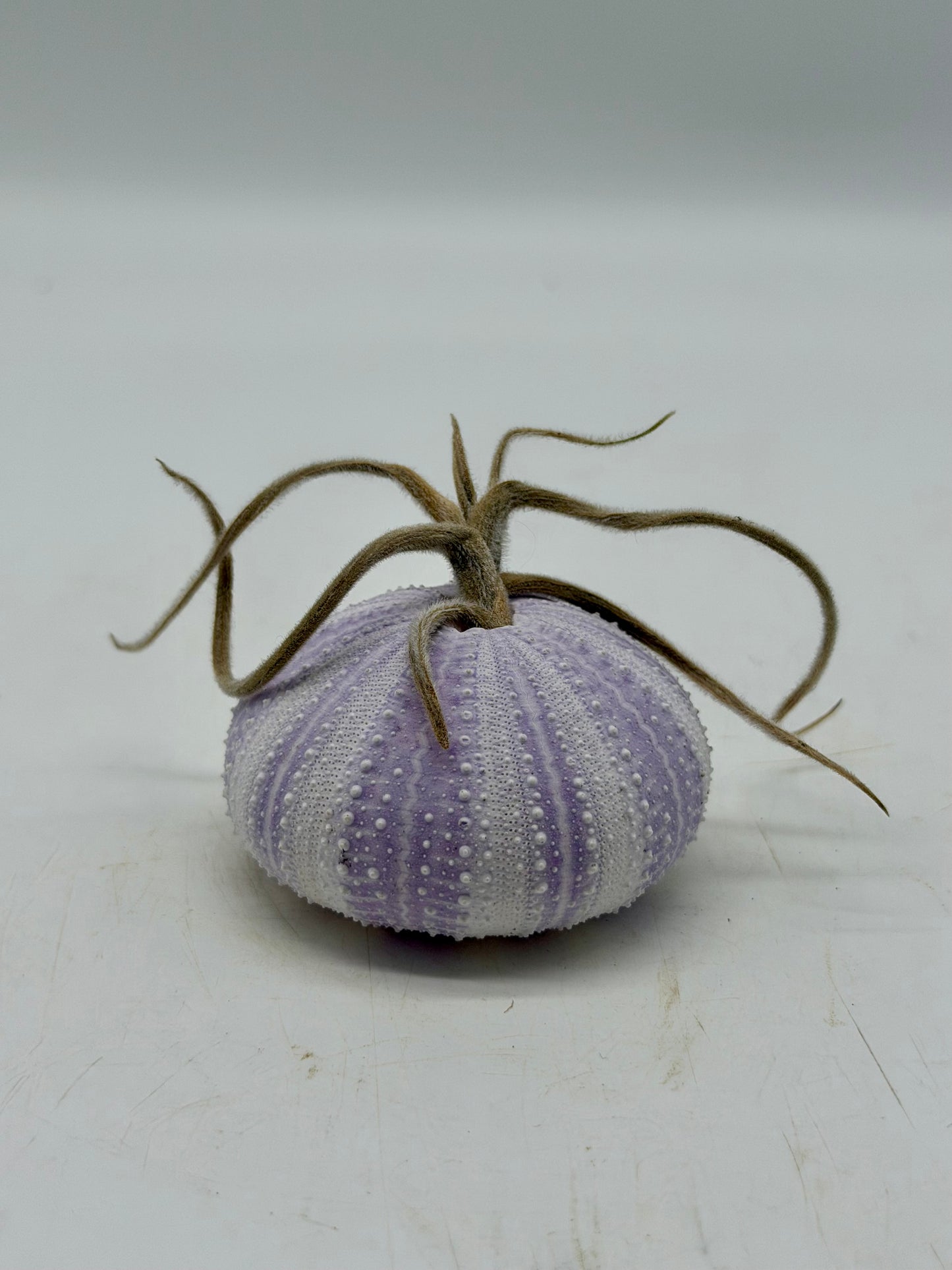Sky/Air Plant in Sea Urchin