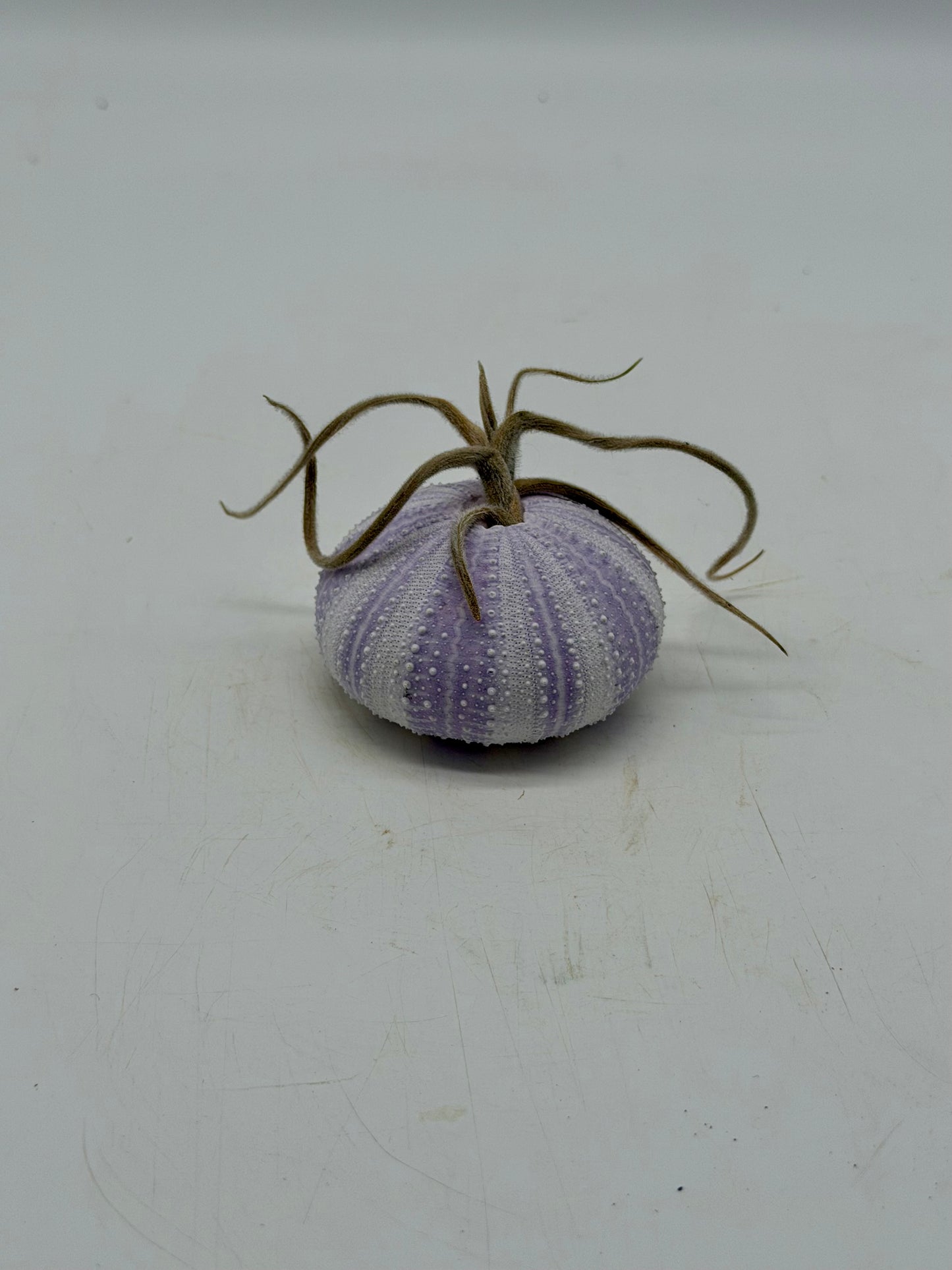 Sky/Air Plant in Sea Urchin