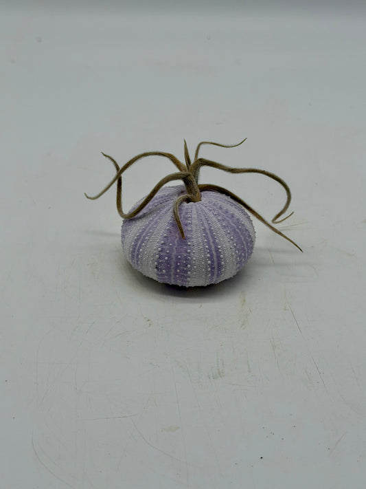 Sky/Air Plant in Sea Urchin