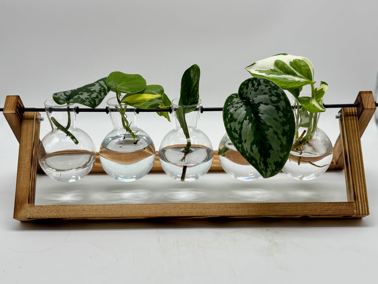 Terrarium with 3 different varieties